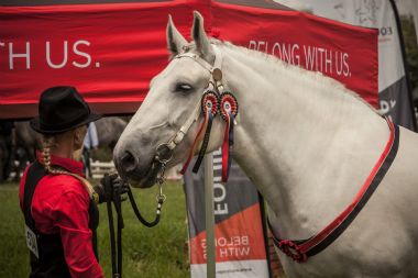 National Champion Mare 